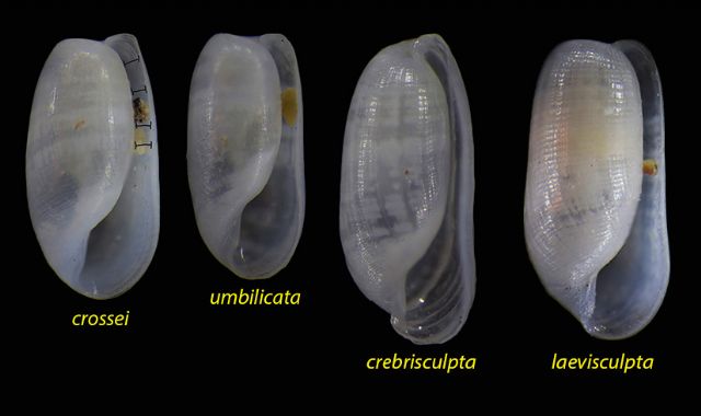 Retusa crossei?